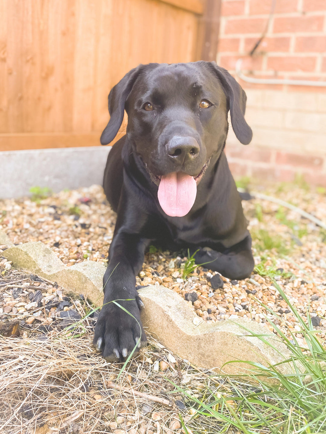 How to Keep Your Pets Cool During Summer - The Oak Bed Store